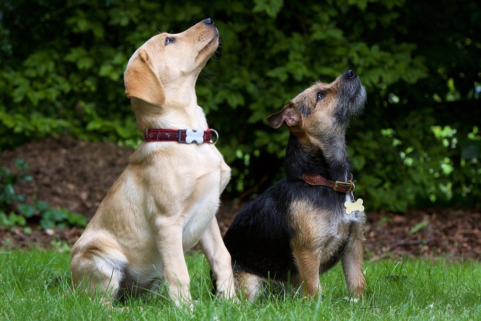 Teach Your Dog Command Words that Work