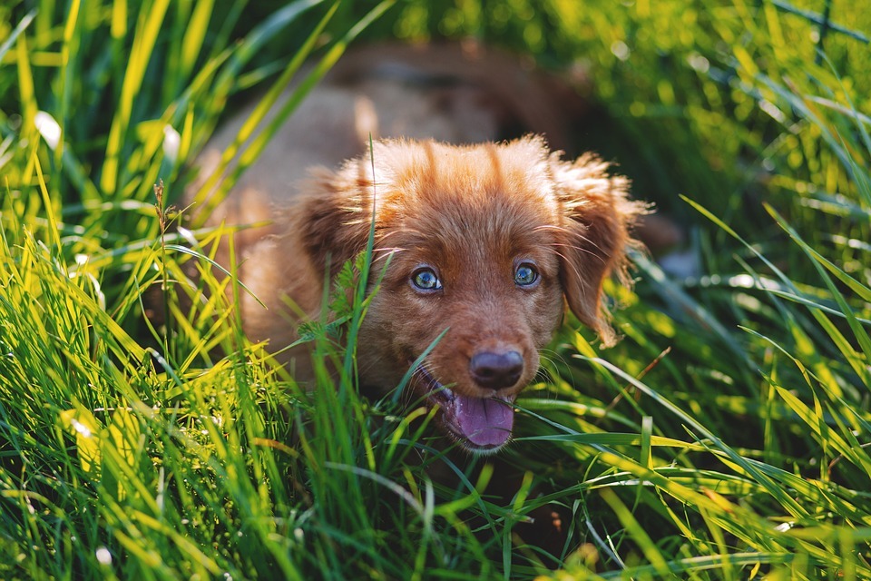 Puppy’s Big Day Out: Introducing Your New Puppy To The World