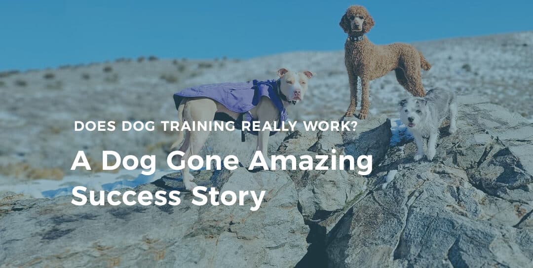 DOES DOG TRAINING REALLY WORK? A DOG GONE AMAZING SUCCESS STORY