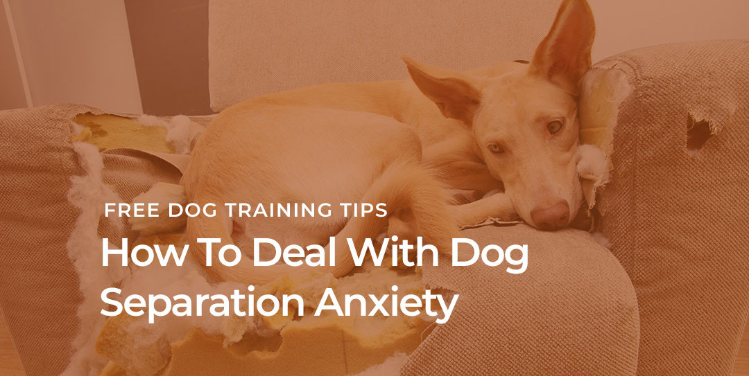 How To Deal With Dog Separation Anxiety