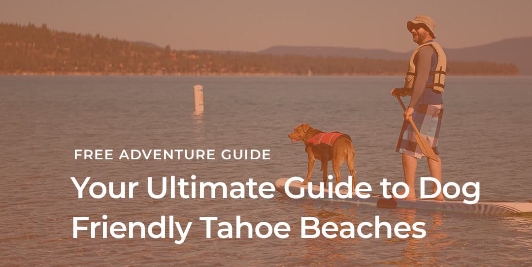 Your Ultimate Guide to Dog Friendly Tahoe Beaches