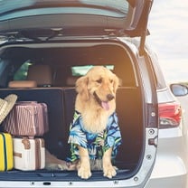 how to travel with a dog