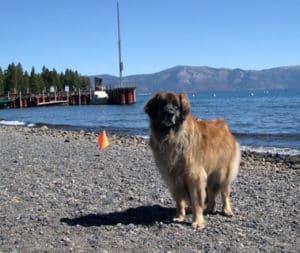 dog friendly tahoe beaches