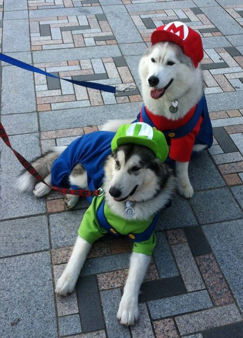 dog halloween costumes