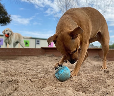 dog dig pit