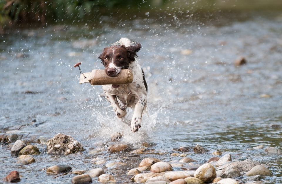 The Best Dog Exercises For Different Breeds