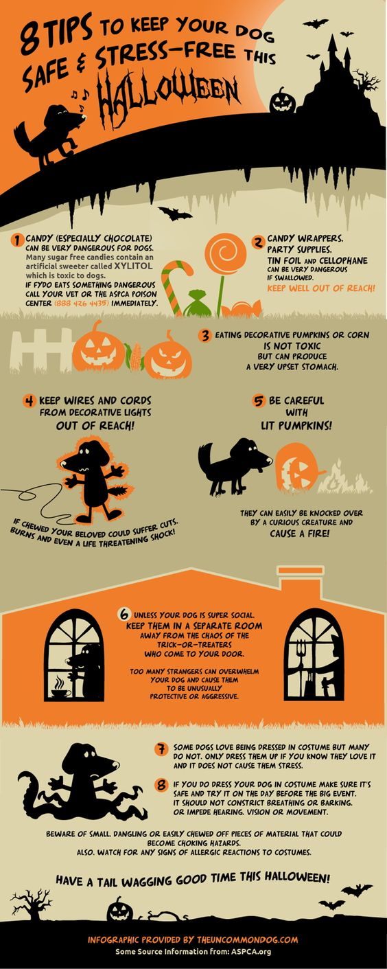 halloween dog safety