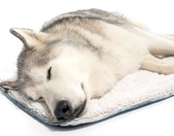 gifts for dog lovers bed