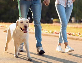 Dog Behavior On A Walk