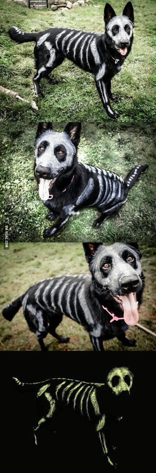 dog halloween costumes