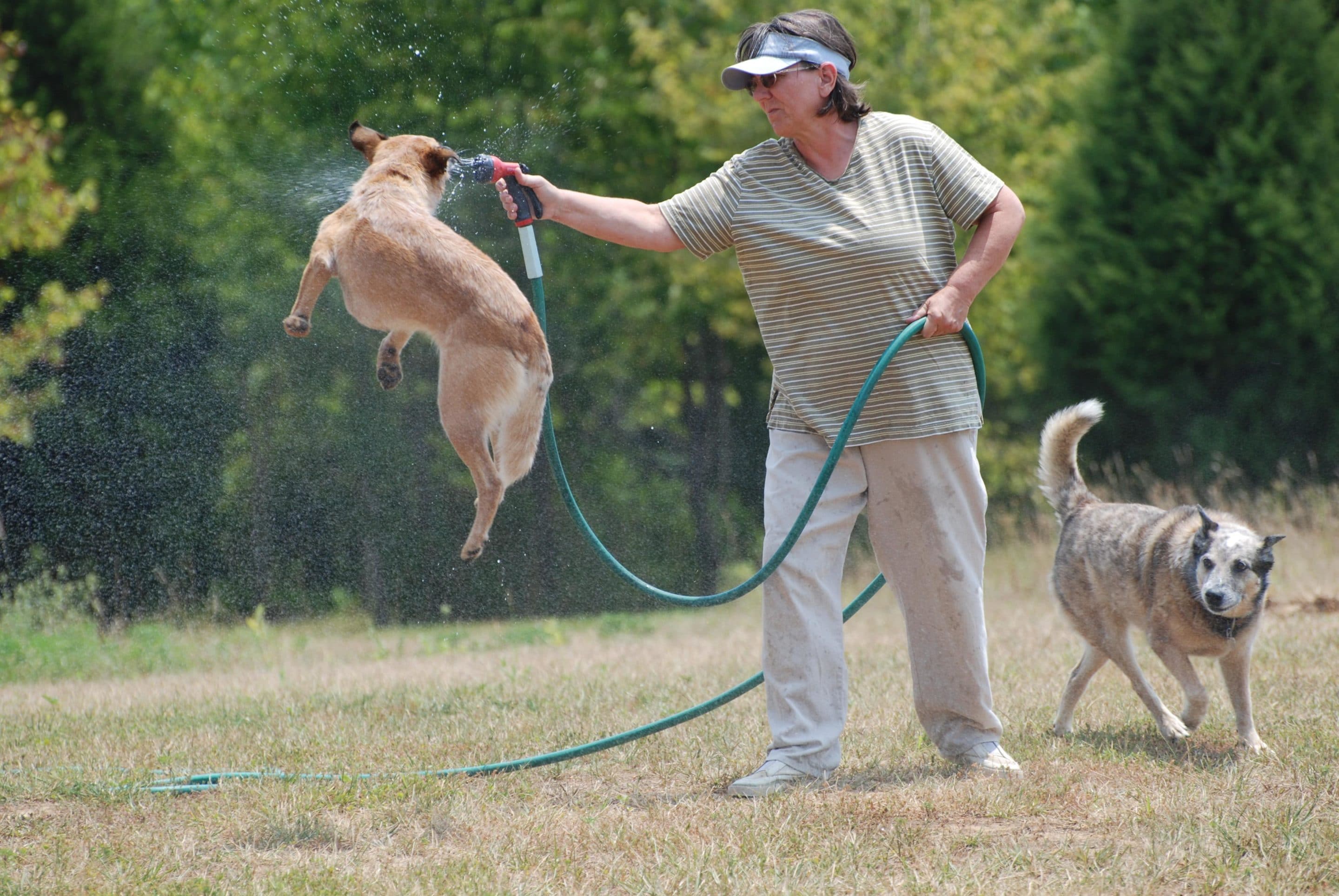 Adventure Seekers Q&A: Summer Safety for Dogs in Reno/Tahoe