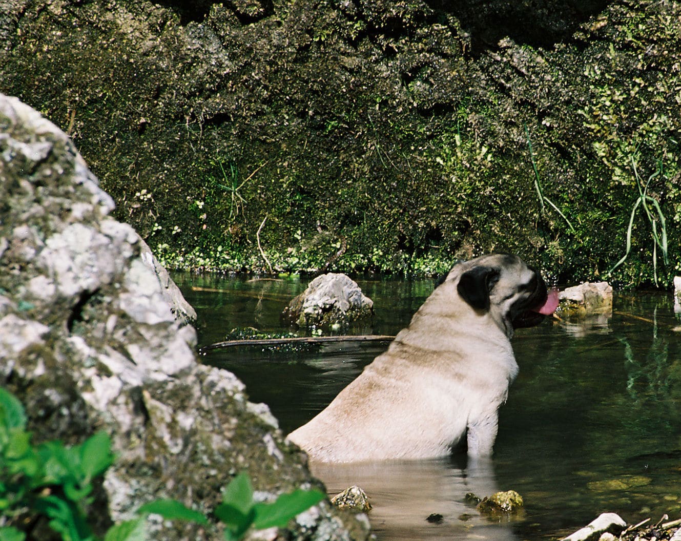 Take A Hike: Local Trails That Wag Our Tails