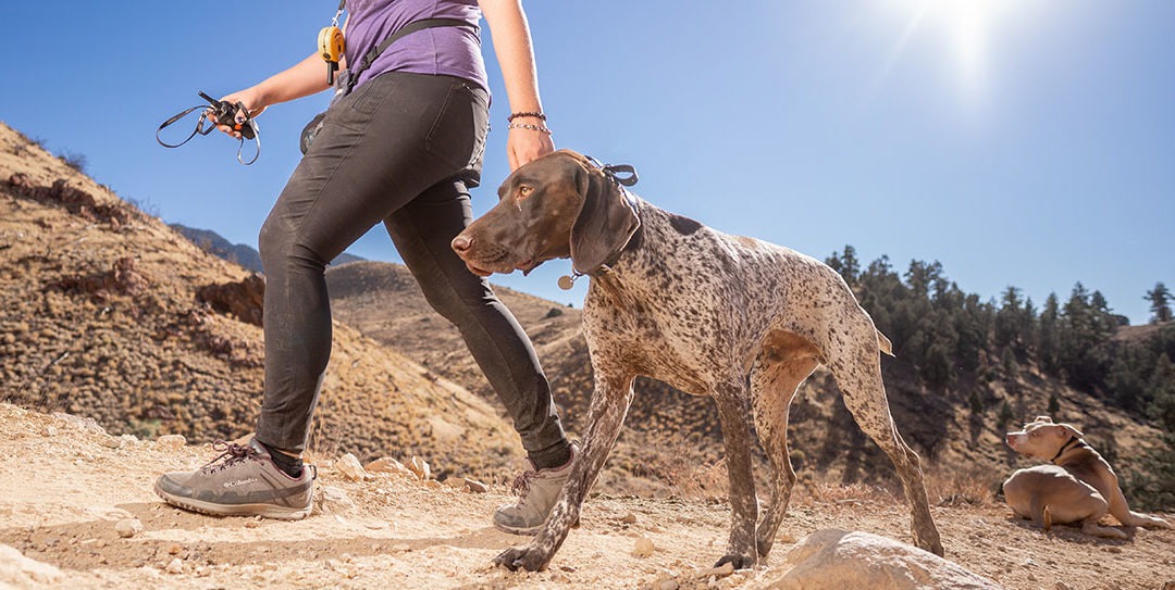 How Off-Leash Dog Training Keeps Dog Parks And Trails Safe And Happy