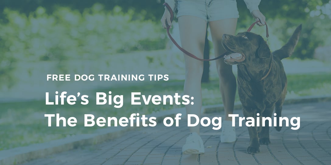 benefits of dog training