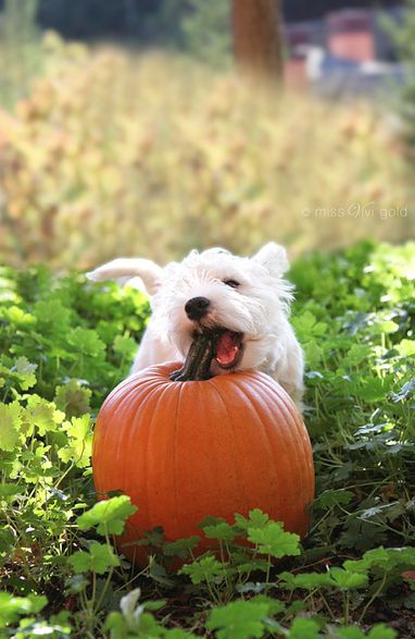 A Dog Gone Safe Halloween | Dog Safety Tips