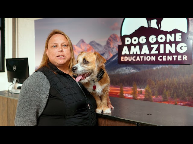 Dog Gone Amazing - Dog Training Testimonial for Baxter