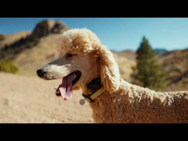 Dog Gone Amazing - Dog Training Testimonial for Killian