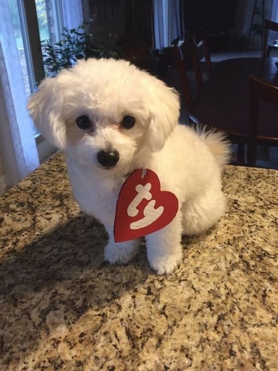 dog halloween costumes