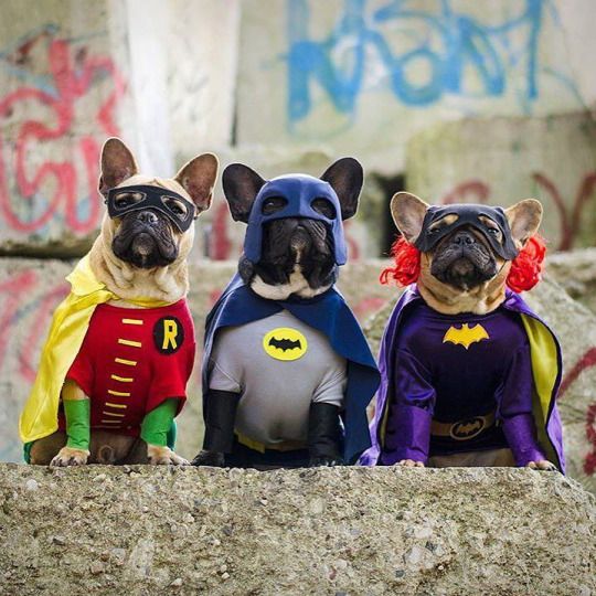 dog halloween costumes