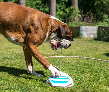 stop dog from digging