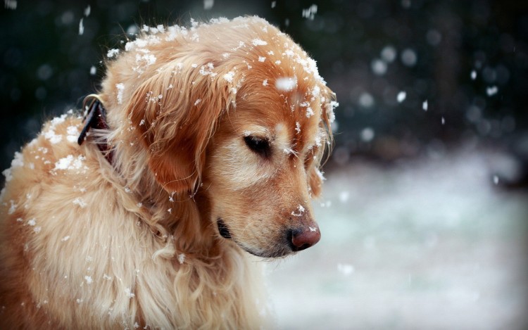 3 Winter Dog Safety Hacks for This Season