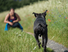 camping with your dog - recall training