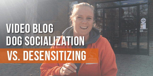 Dog Socialization Vs. Desensitizing