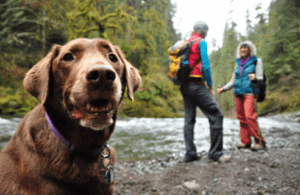 show your dog you love them with exercise