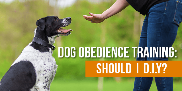 Dog Obedience Training