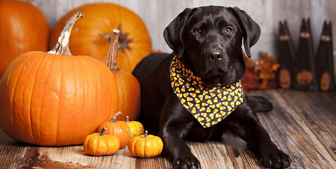 Dog Tricks (And Treats!) To Keep Your Pup Safe And Happy