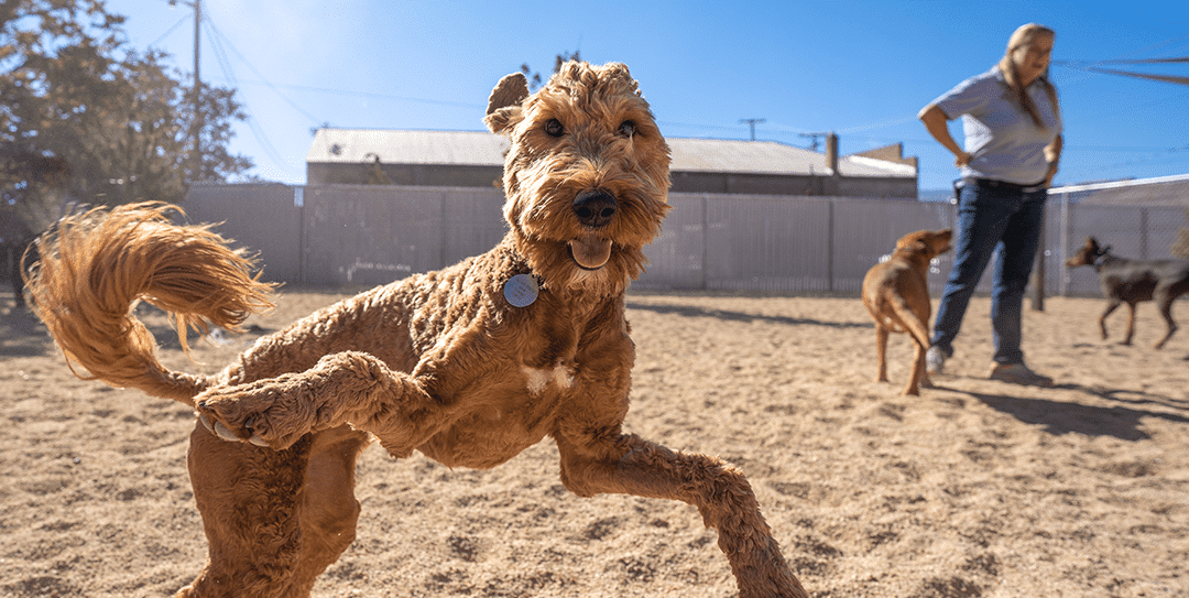 Spring Cleaning? Don’t Forget To Spruce Up Your Environment For Dog Safety