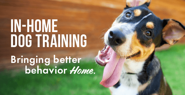 Now Offering In-Home Dog Training in Reno