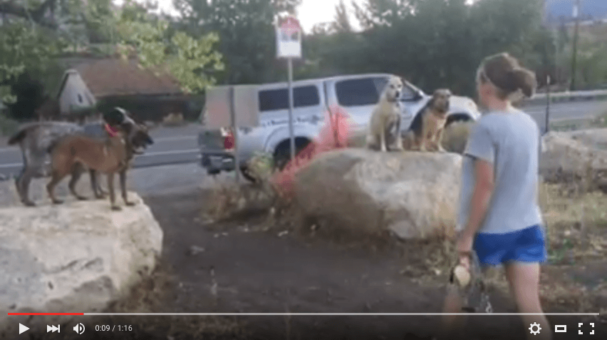 Video: Hiking with Dogs Off Leash