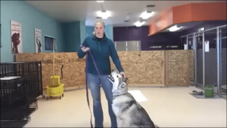 Paw-gress Report: Lobo the Malamute at our Board and Train in Reno