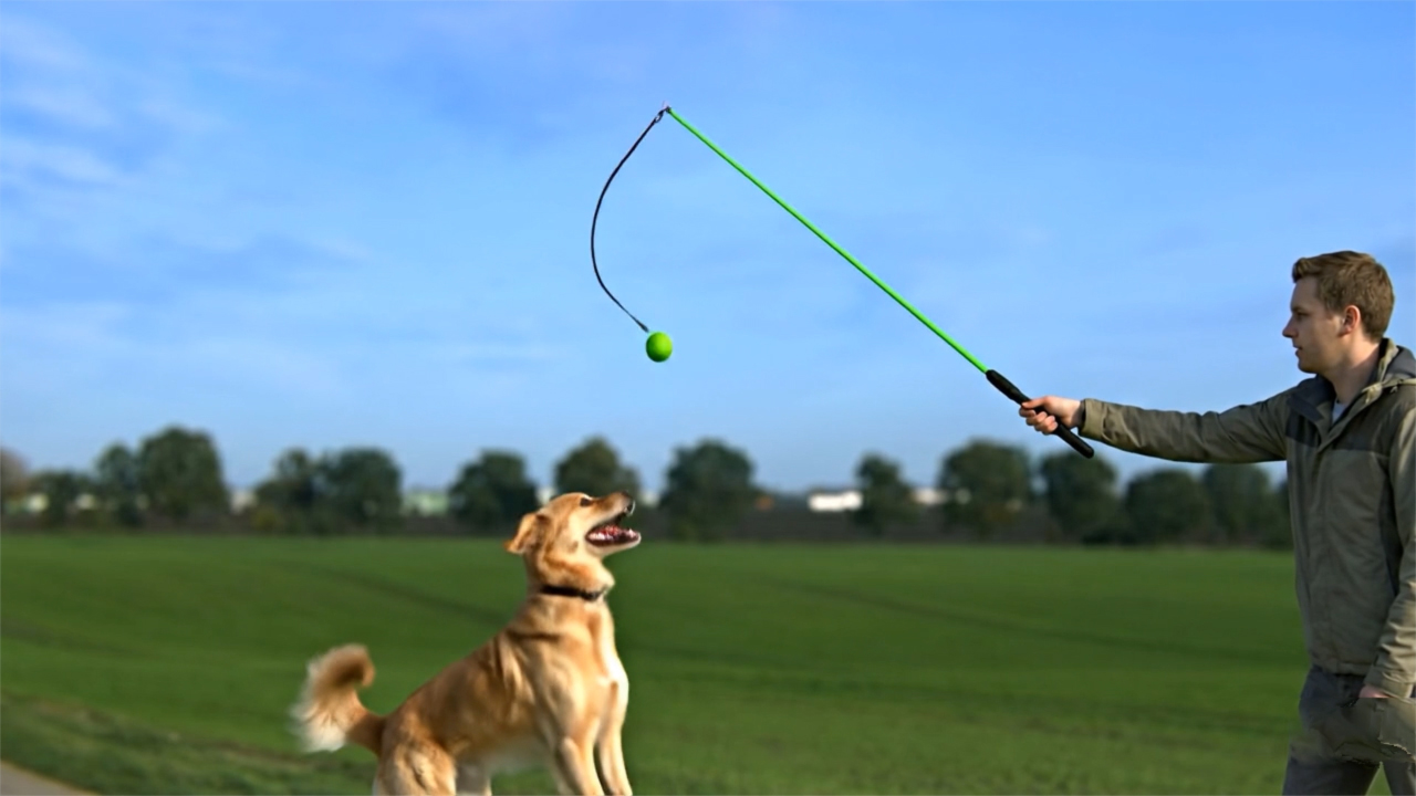 Dog playing with the exerciser